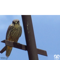 گونه لیل Eurasian Hobby